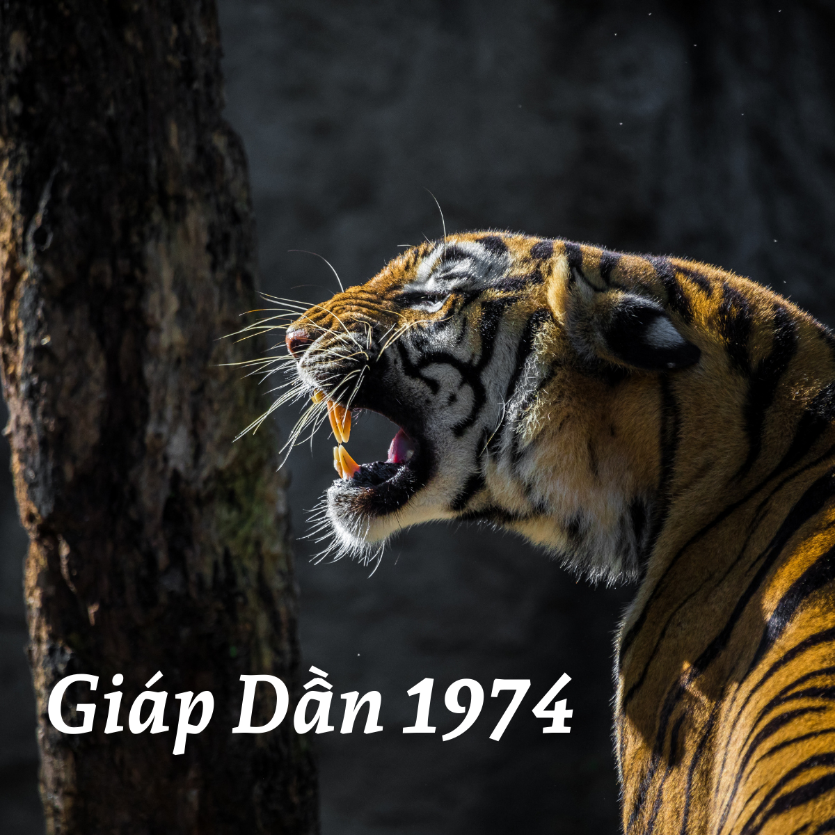 Cac mau sac hop menh nguoi sinh nam 1974 Giap Dan menh Thuy duoc ung dung trong tranh ve va trang tri, mang lai su can bang va may man